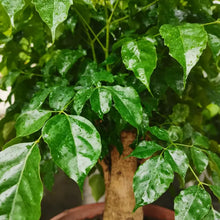 China Doll Plant Seeds