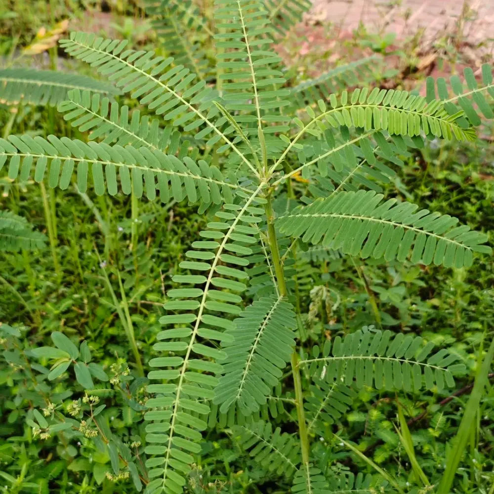 Sesbania Seeds