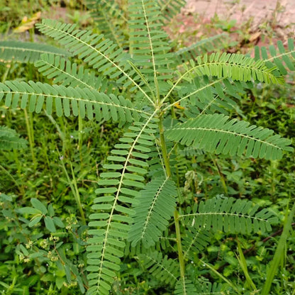 Sesbania Seeds