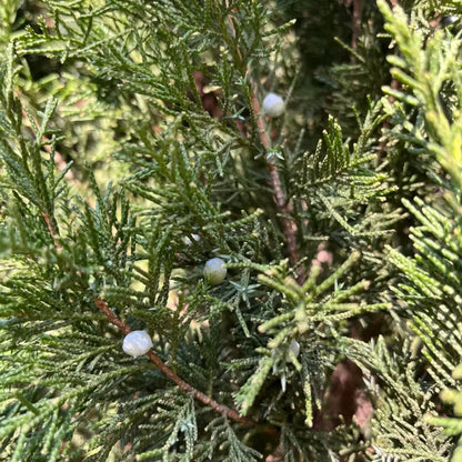 Chinese Juniper Seeds