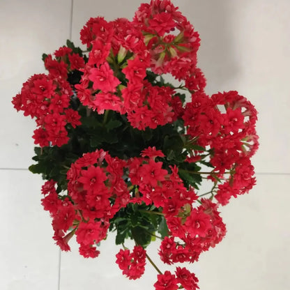 Ruby Kalanchoe Seeds