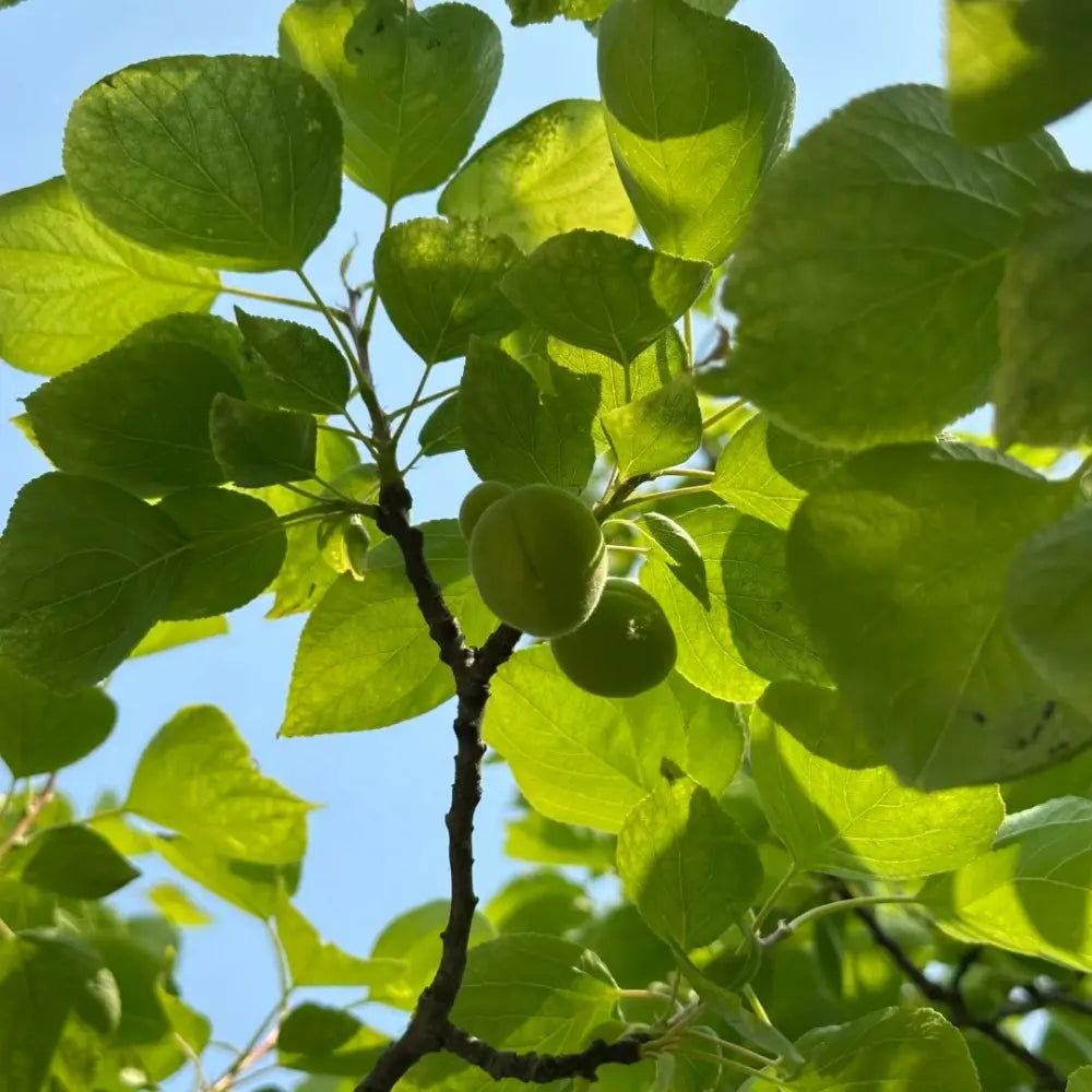 Apricot Seeds