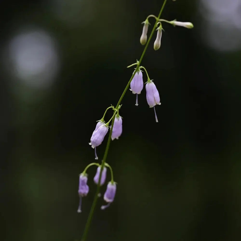 Ladybell Seeds