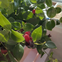 Lipstick Plant Seeds