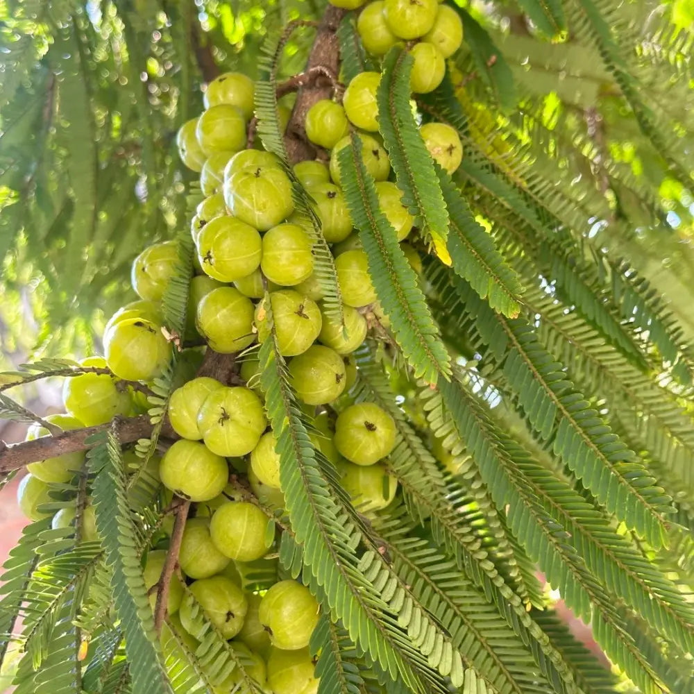 Chinese Olive Seeds