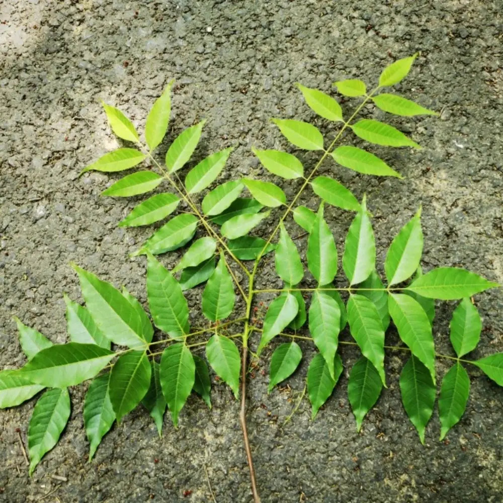 Ambarella Seeds
