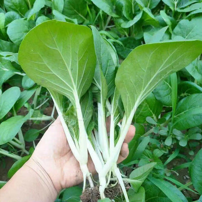 Four Seasons Butter Bok Choy Seeds
