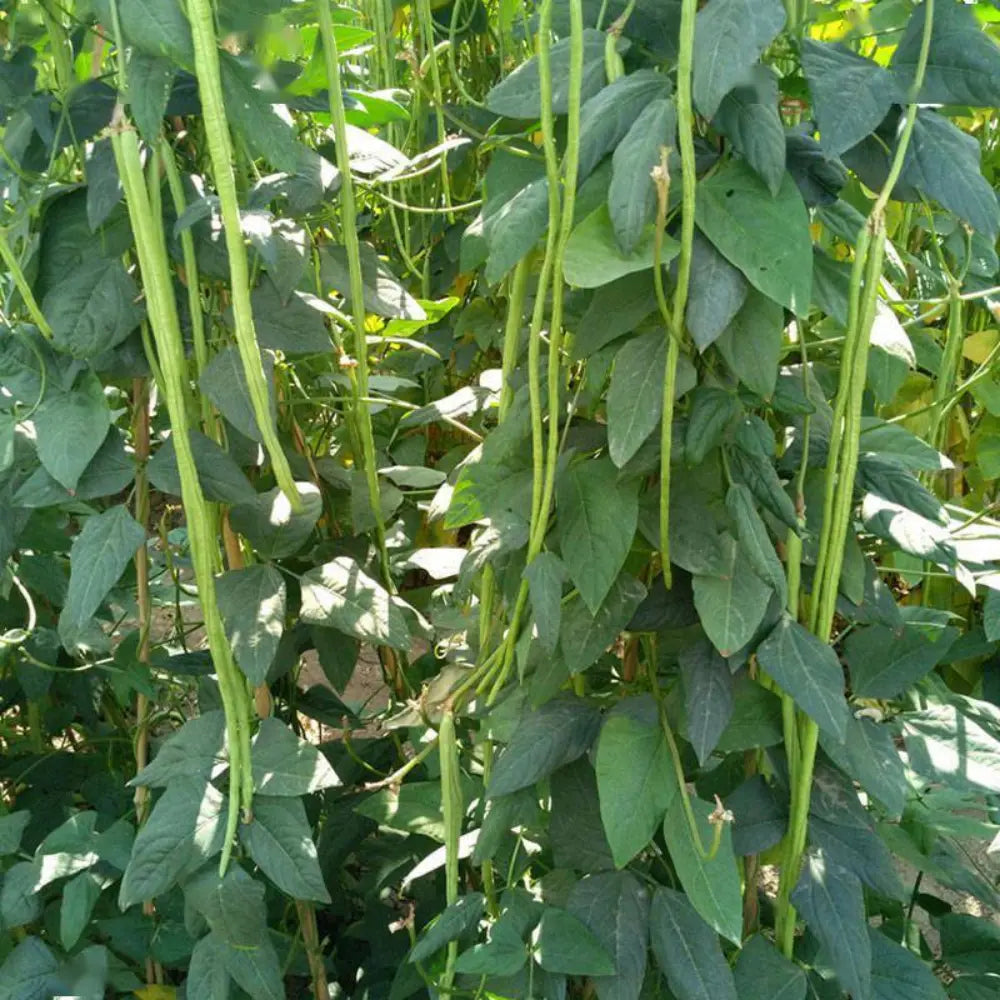 Yardlong Bean Seeds