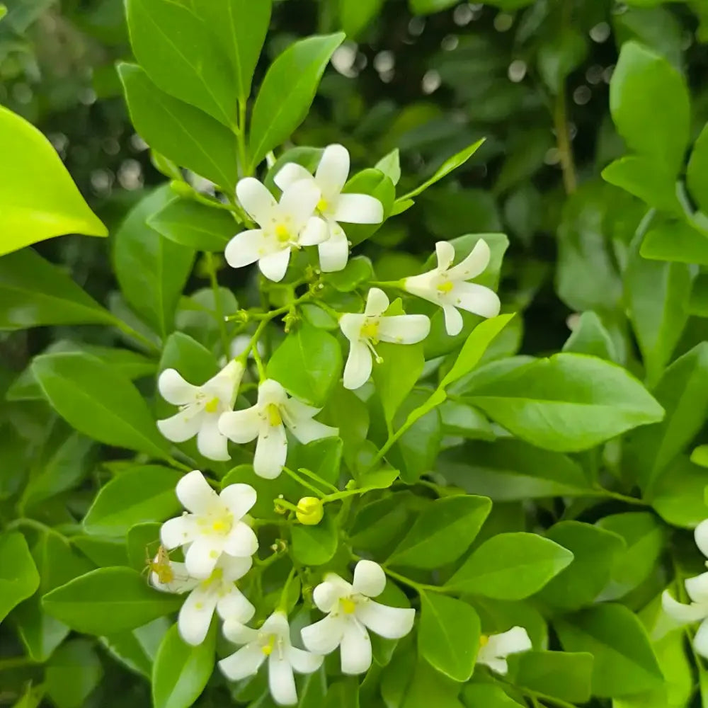 Orange Jasmine Seeds