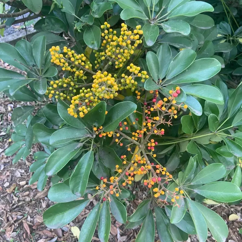 Schefflera Seeds