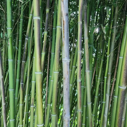 Black Bamboo Seeds