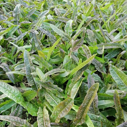 Red Romaine Lettuce Seeds