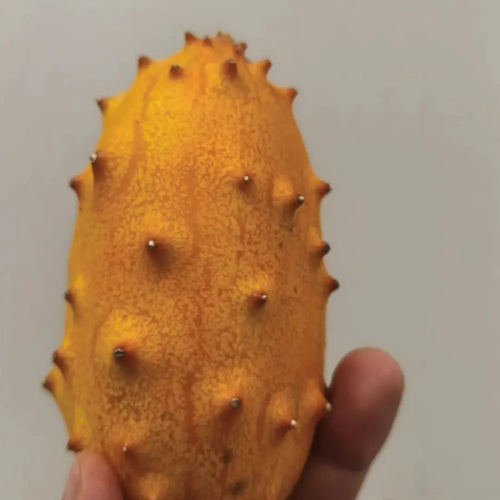 Kiwano Seeds