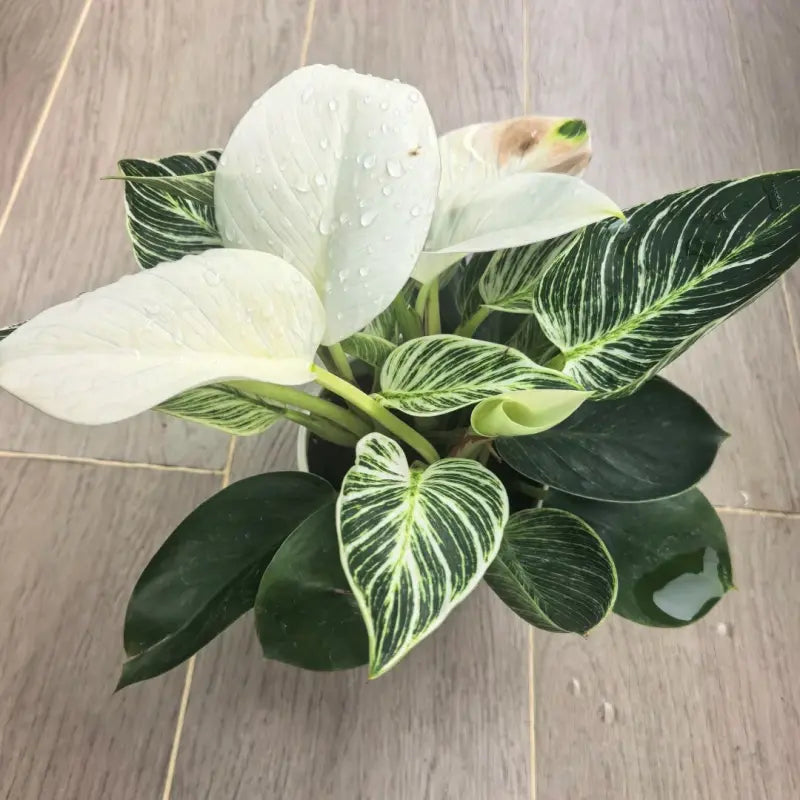 Platinum Philodendron Seeds