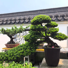 Buddhist Pine Seeds