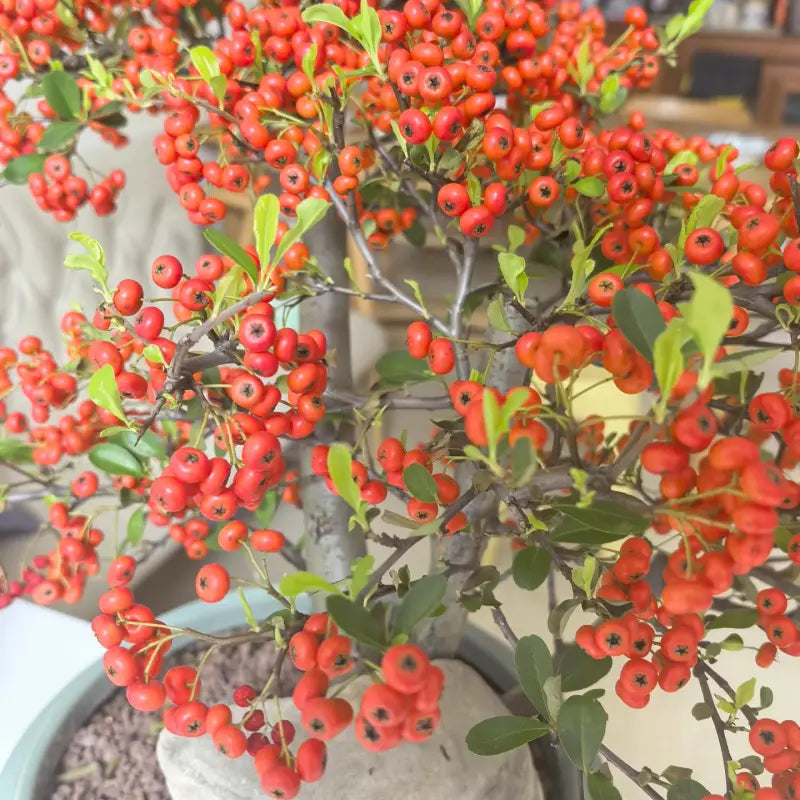 Firethorn Seeds