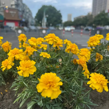 Double Yellow French Marigold Seeds