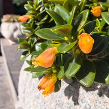 Goldfish Plant Seeds