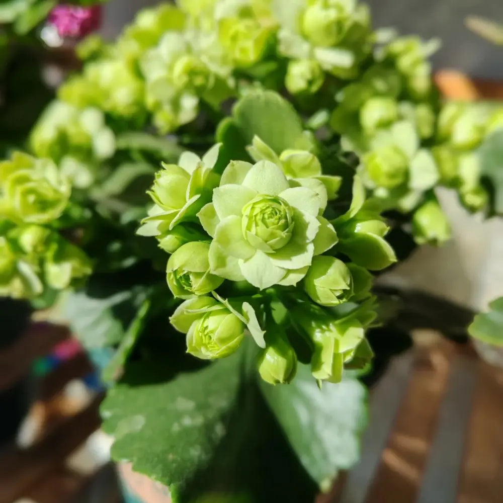 Green Paris Kalanchoe Seeds