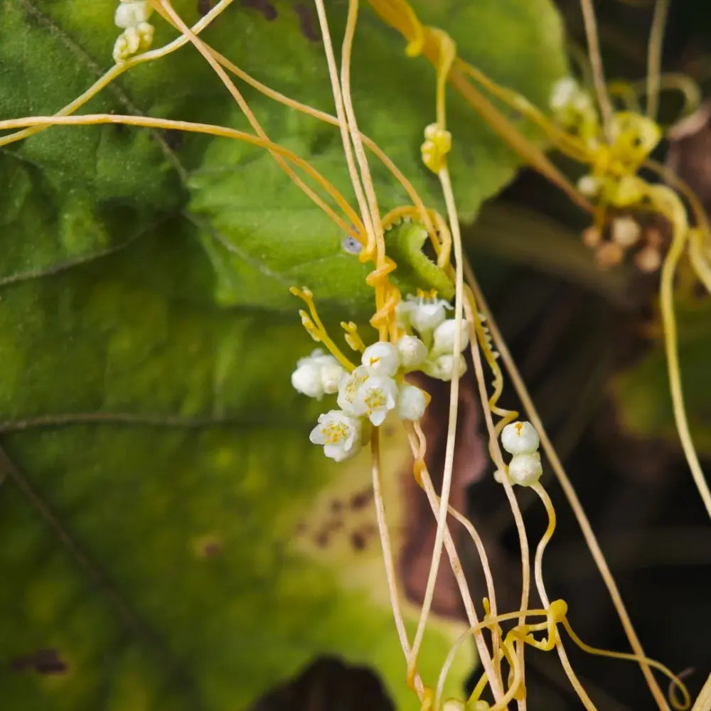 Dodder Seeds