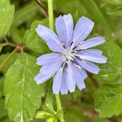 Chicory Seeds