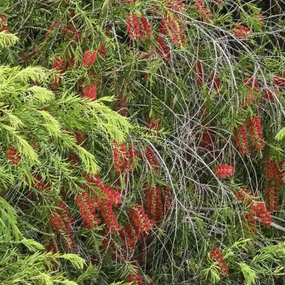 Bottlebrush Seeds