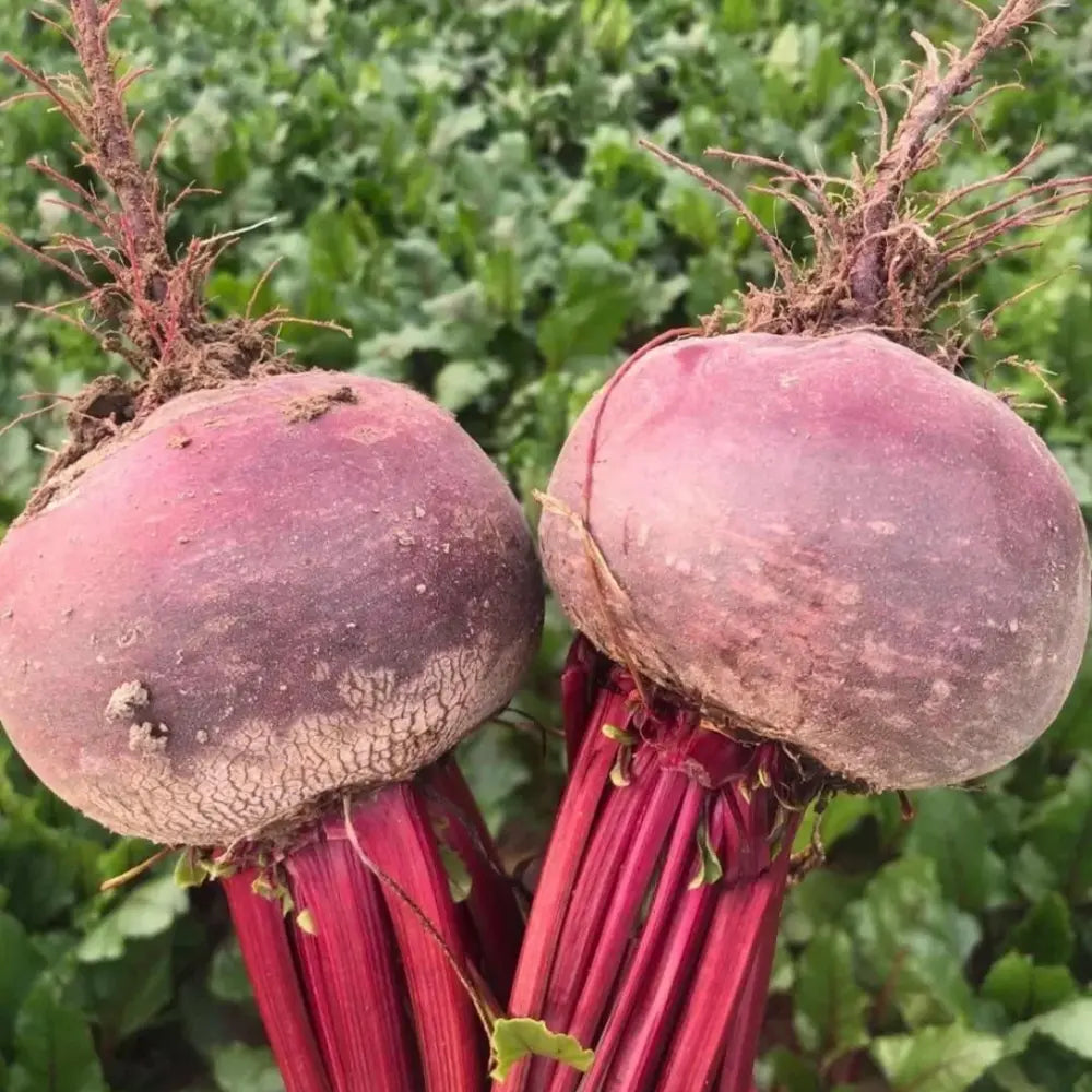 Beet Seeds