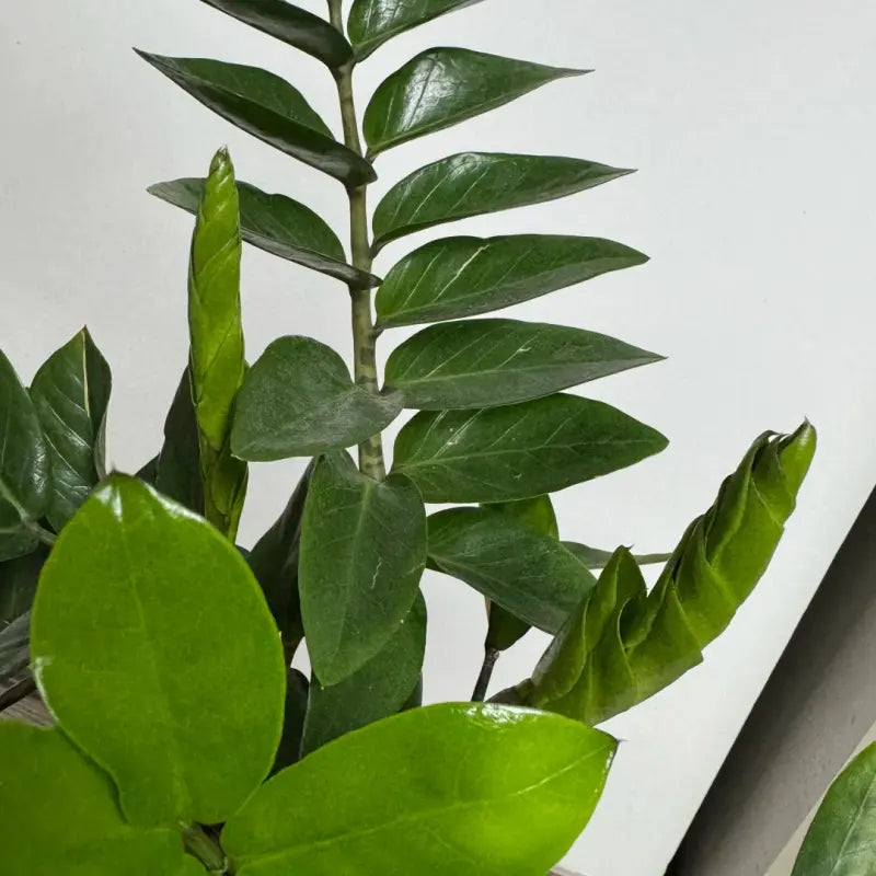 ZZ Plant Seeds