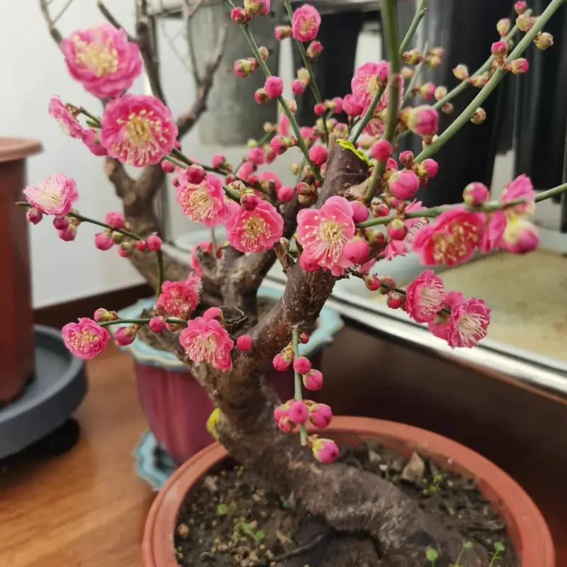Red Flowering Plum Seeds