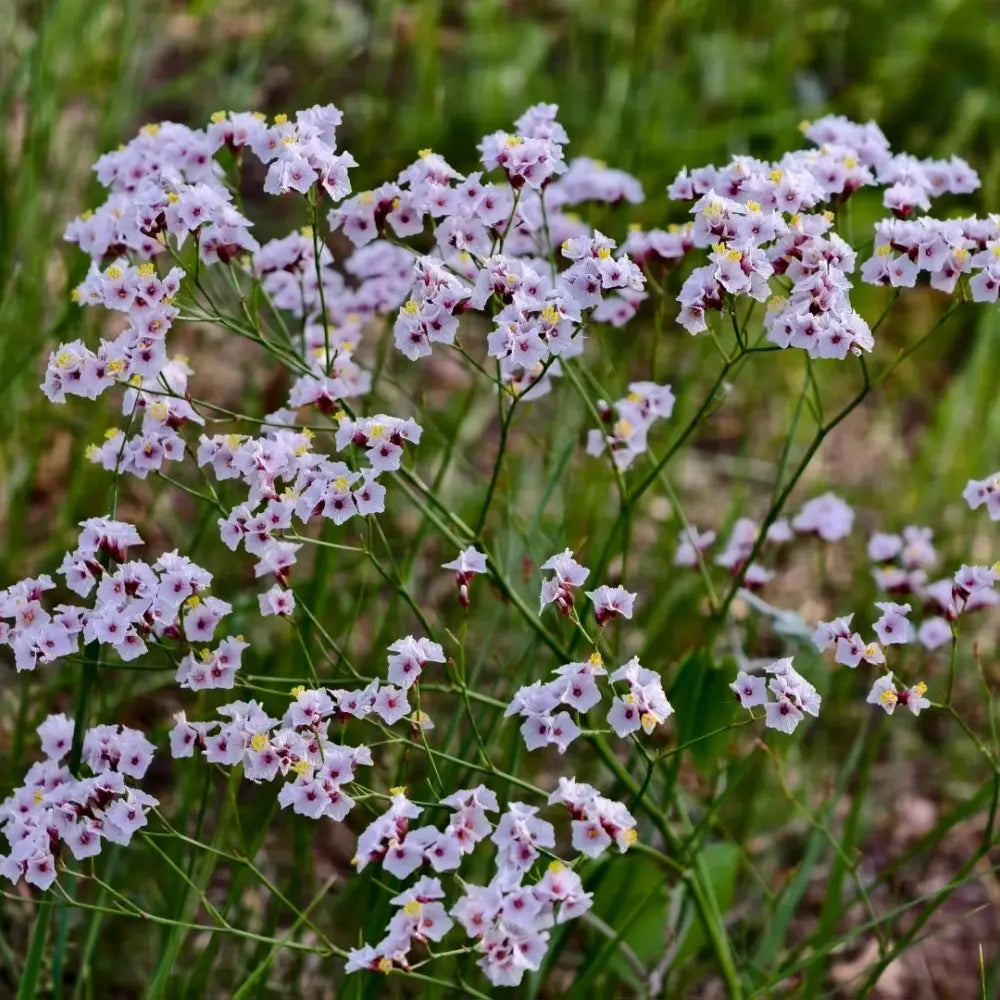 Pink Statice Seeds