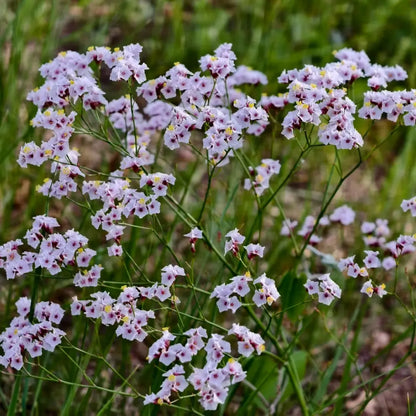 Pink Statice Seeds