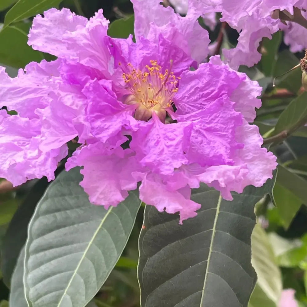 Emerald Crape Myrtle Seeds