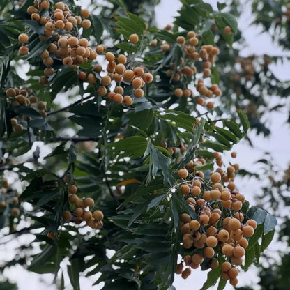 Soapberry Seeds