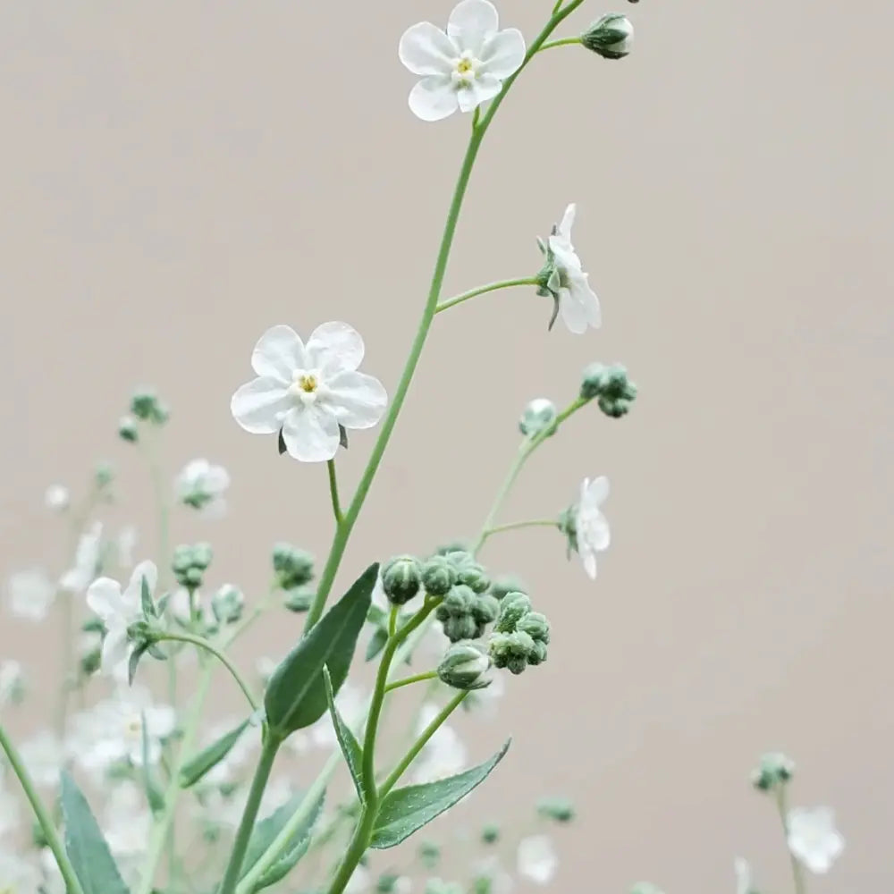 White Veronica Seeds