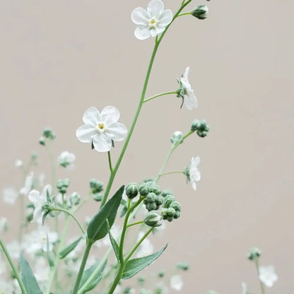 White Veronica Seeds