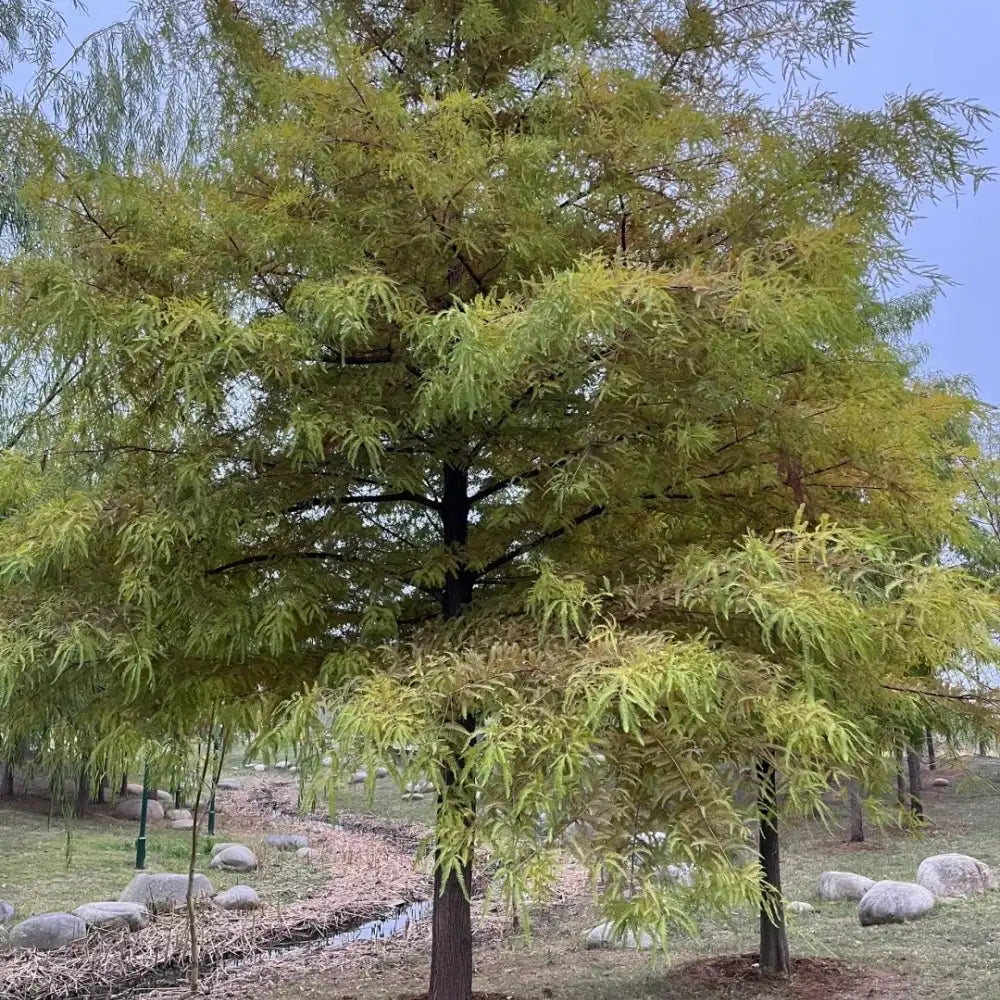 Mexican Bald Cypress Seeds
