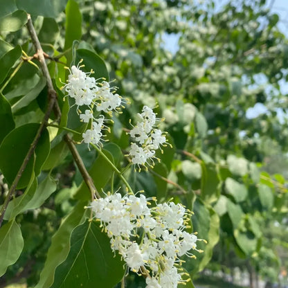 Japanese Tree Lilac Seeds