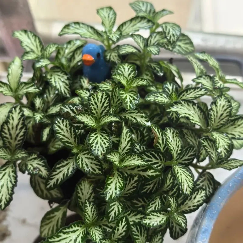 Nerve Plant Seeds