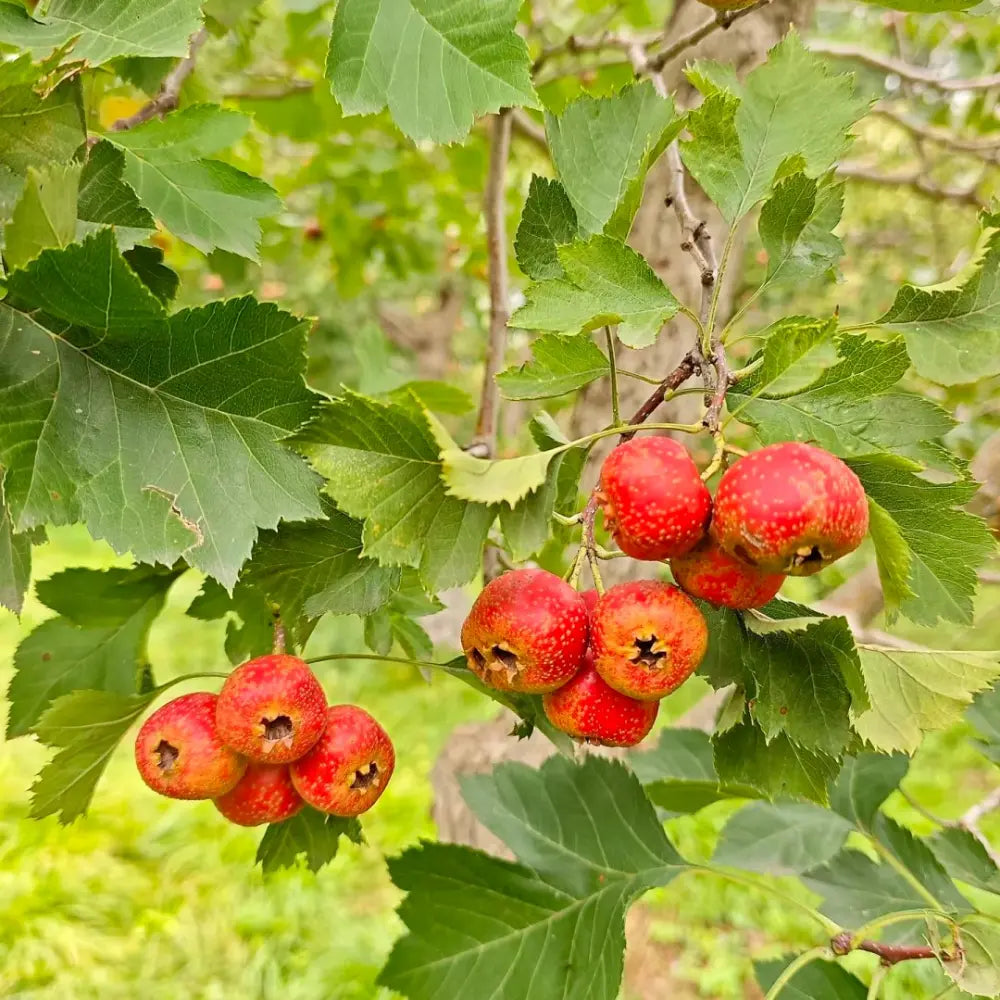 Chinese Hawthorn Seeds
