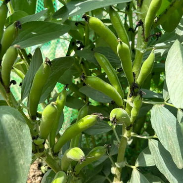 Fava Bean Seeds