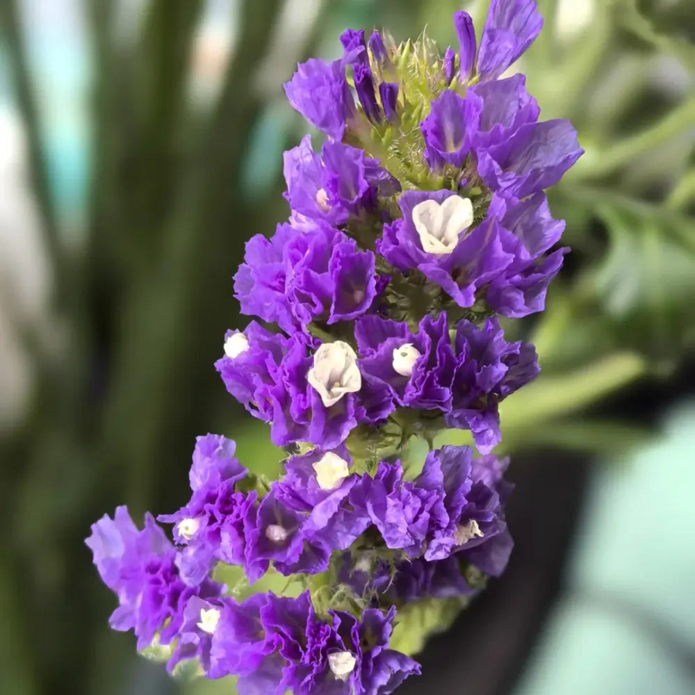 Purple Statice Seeds