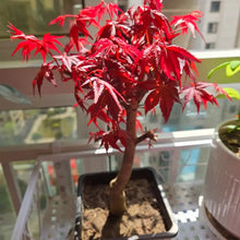 Japanese Maple Seeds