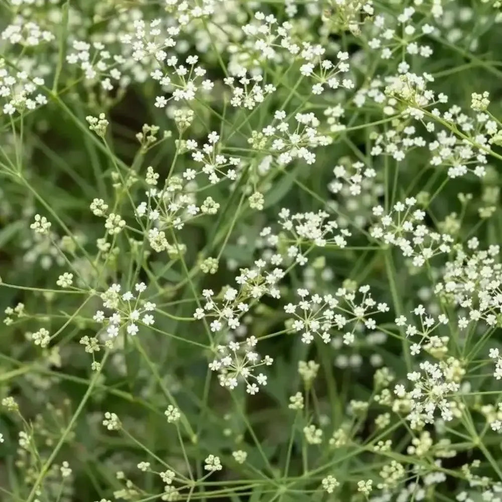 Siler Seeds