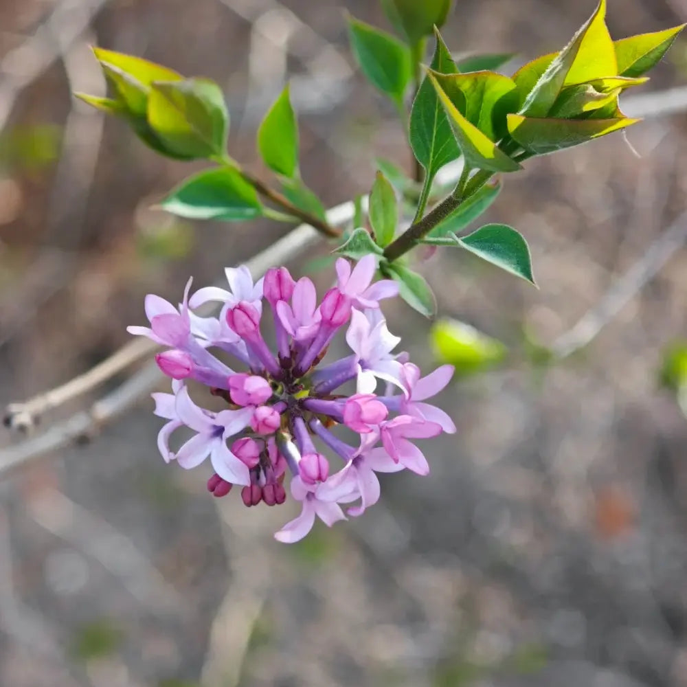 Common Lilac Seeds