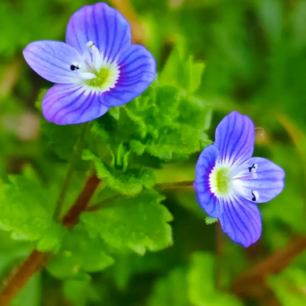 Blue Veronica Seeds
