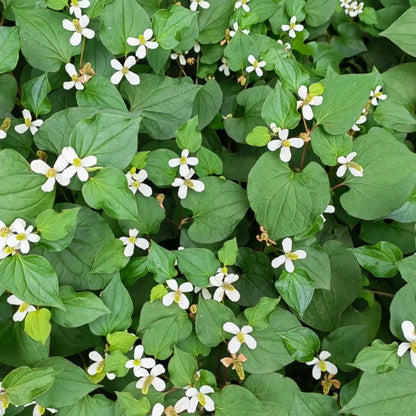 Fish Mint Seeds