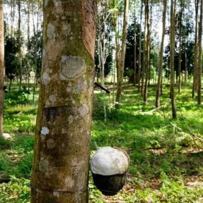 Rubber Tree Seeds