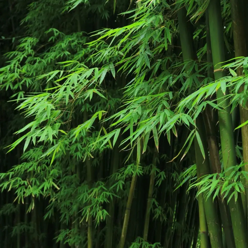 Green Bamboo Seeds