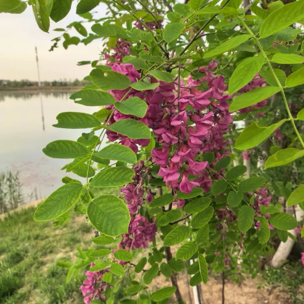 Pink Locust Seeds