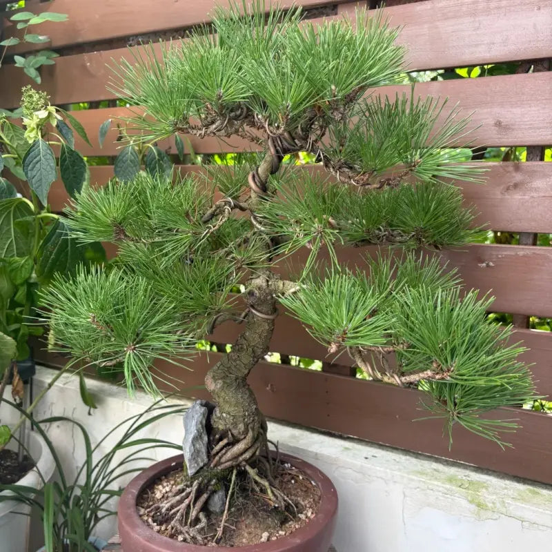 Japanese Black Pine Seeds
